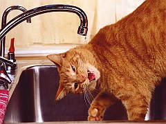 Freshest from the Tap, Polydactyl Red Tabby